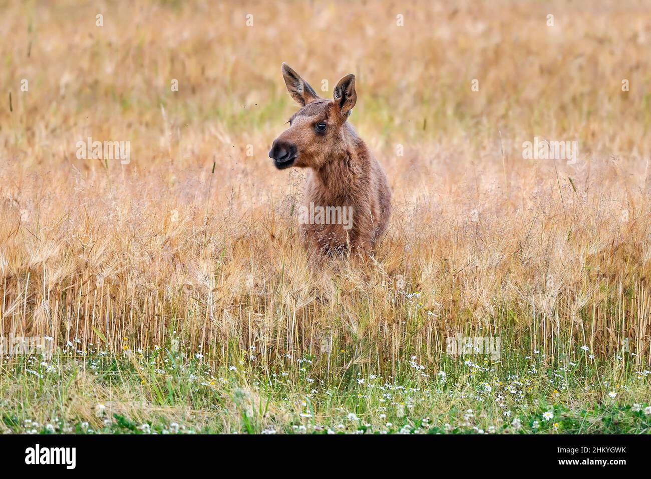 Young Moose genießt das Crop Field Buffet. Stockfoto
