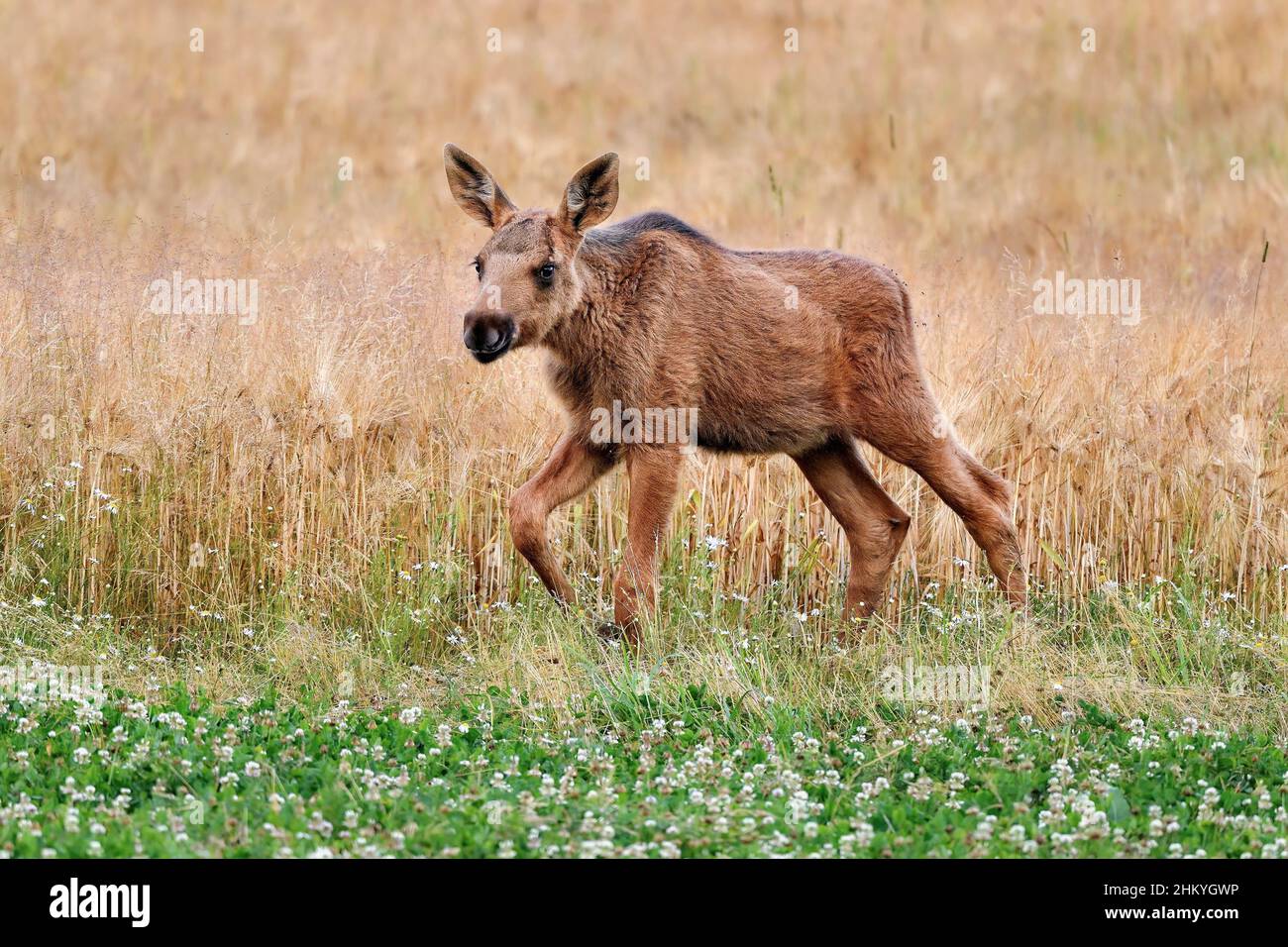 Young Moose genießt das Crop Field Buffet. Stockfoto