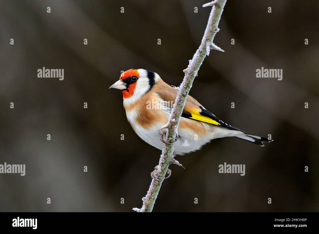 Goldfinch an einem dunklen Wintertag Stockfoto