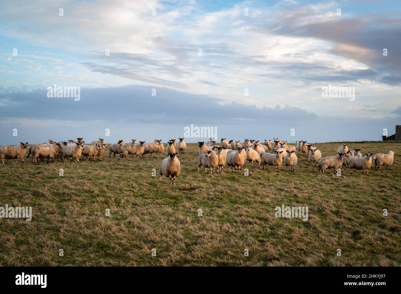 Schafschar auf einem Feld in Irland Stockfoto