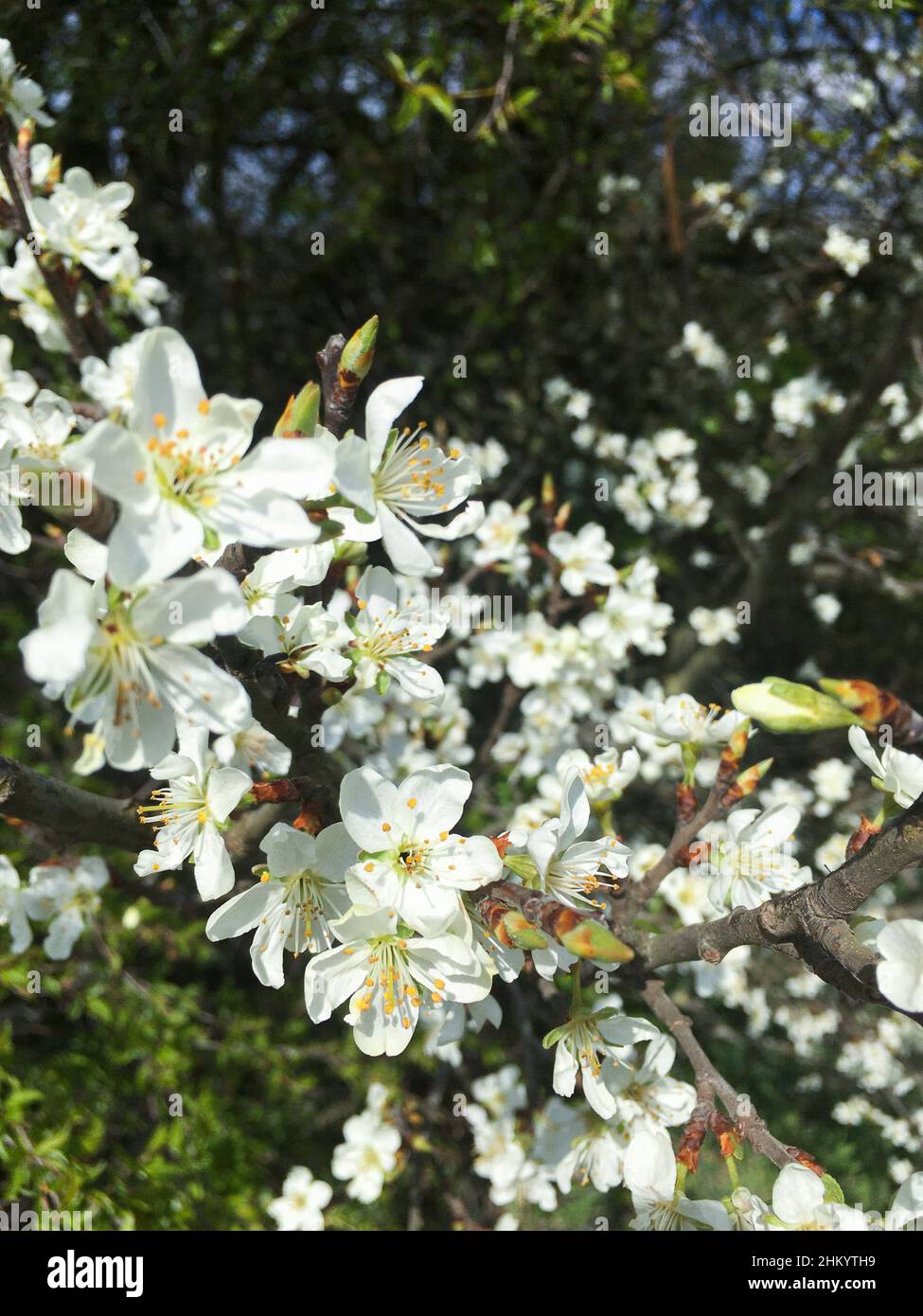 Weiße Apfel Blüte am Baum, mit unscharfem Hintergrund Stockfoto