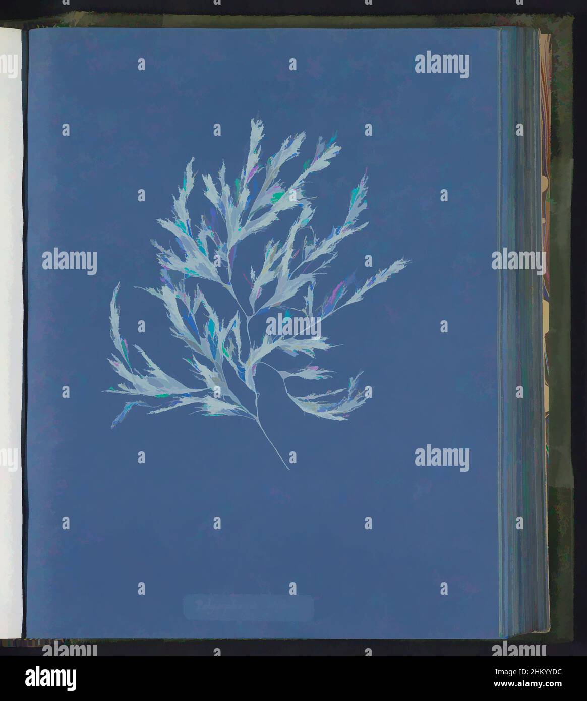 Kunst inspiriert von Polysiphonia affinis, Anna Atkins, Großbritannien