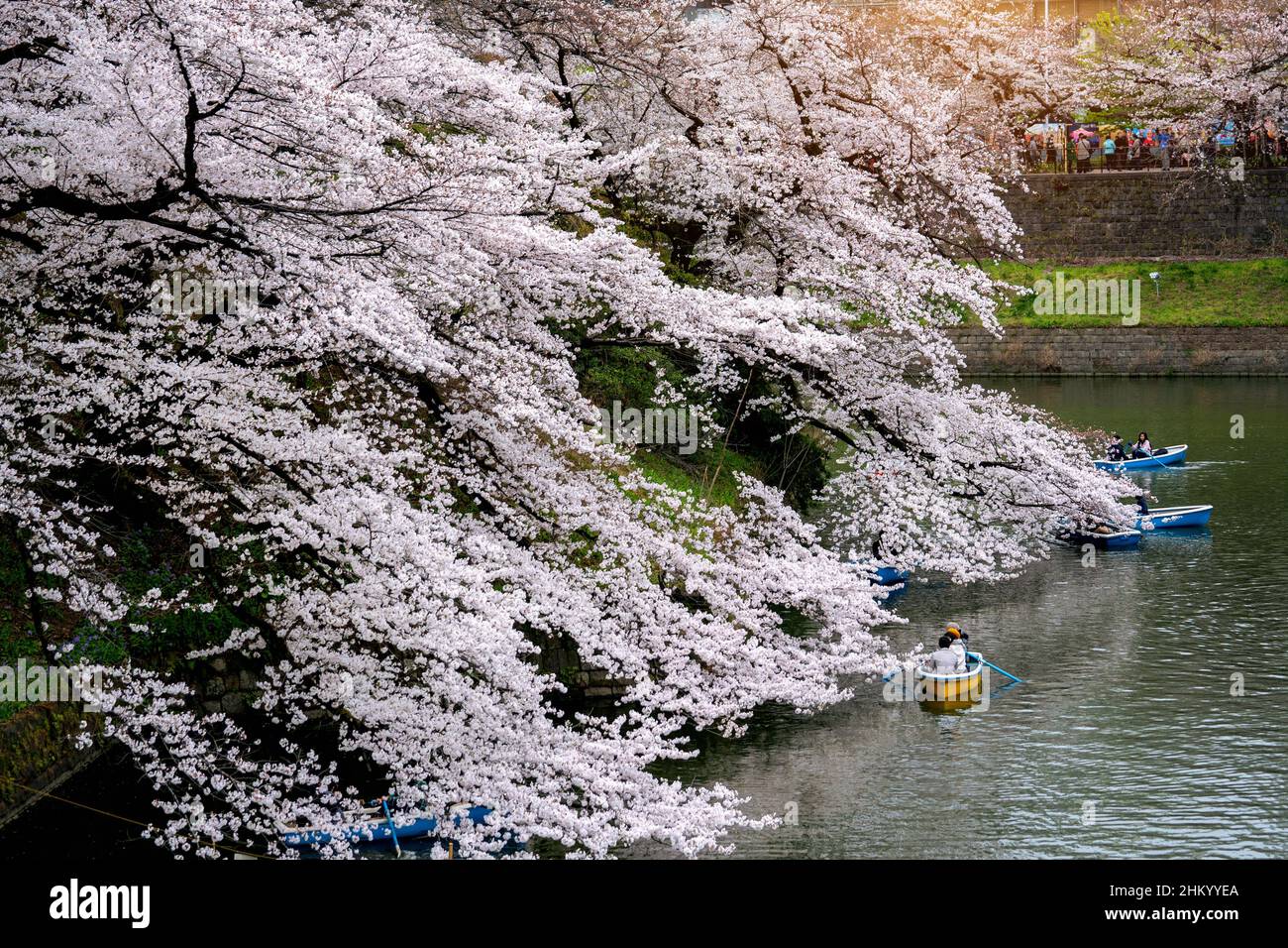 Kirschblüten bei Chidorigafuchi Park in Tokio, Japan. Stockfoto