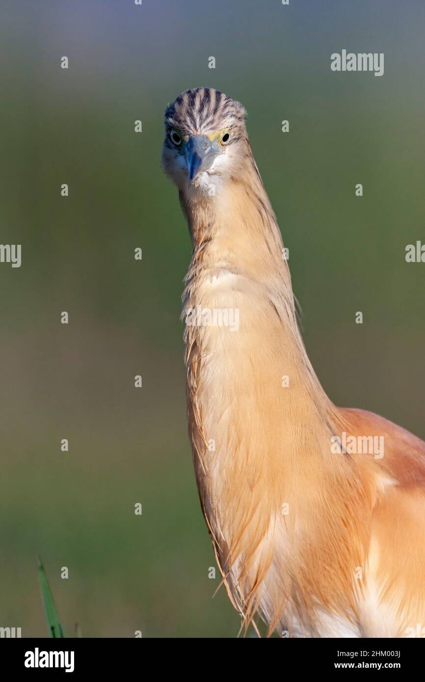 Erwachsener Squaccoreiher, Ardeola ralloides, Comunidad valenciana, Spanien Stockfoto