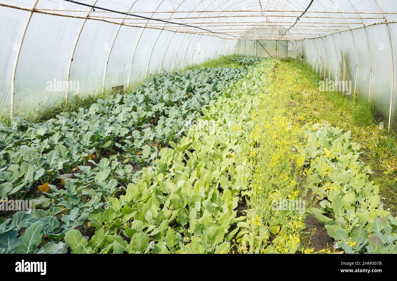 Das Innere einer Öko-Gemüseplantage im Gewächshaus. Stockfoto