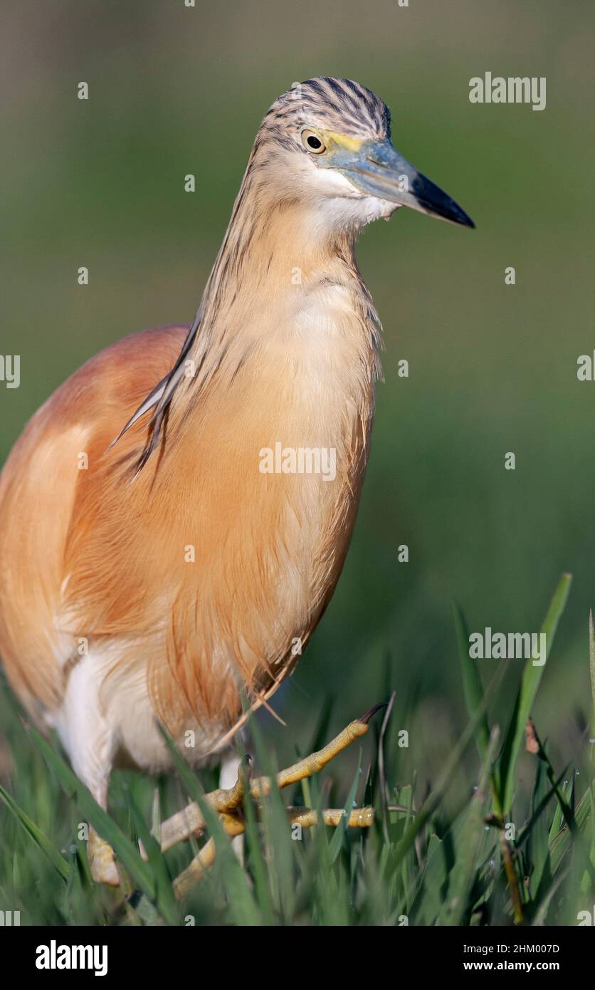 Erwachsener Squaccoreiher, Ardeola ralloides, Comunidad valenciana, Spanien Stockfoto