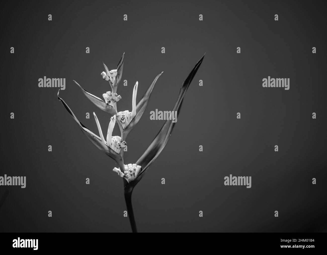 Echte Schönheit Natur Hintergrund. Strelitzia, Paradiesvögel, Kranichlilie. Monochrom Schwarz weiß Ton Foto Blüte tropische exotische unic Blume Stockfoto