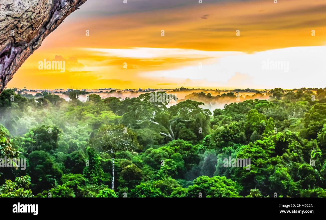 Sonnenuntergang über den Bäumen im brasilianischen Regenwald von Amazonas Stockfoto