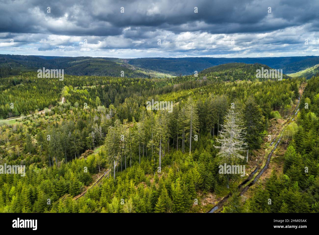 Sonnenlicht auf Baumkronen des Schwarzwaldes mit dunklen dramatischen Wolken im Hintergrund, Deutschland Stockfoto