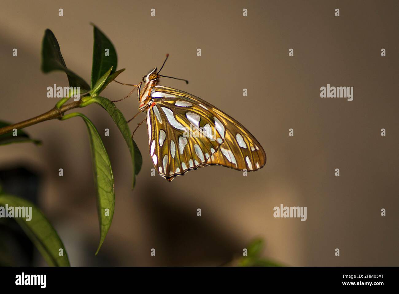 Beidseitiges Makrofoto des Schmetterlings, genannt Spiegelschmetterling (Agrulis vanillae) in Buenos Aires, Argentinien. Stockfoto