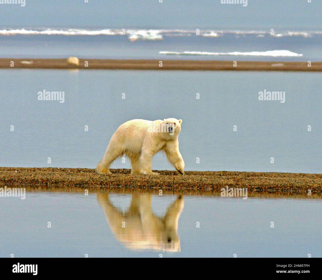 Eisbär bei einem Spaziergang entlang der Küste. Stockfoto