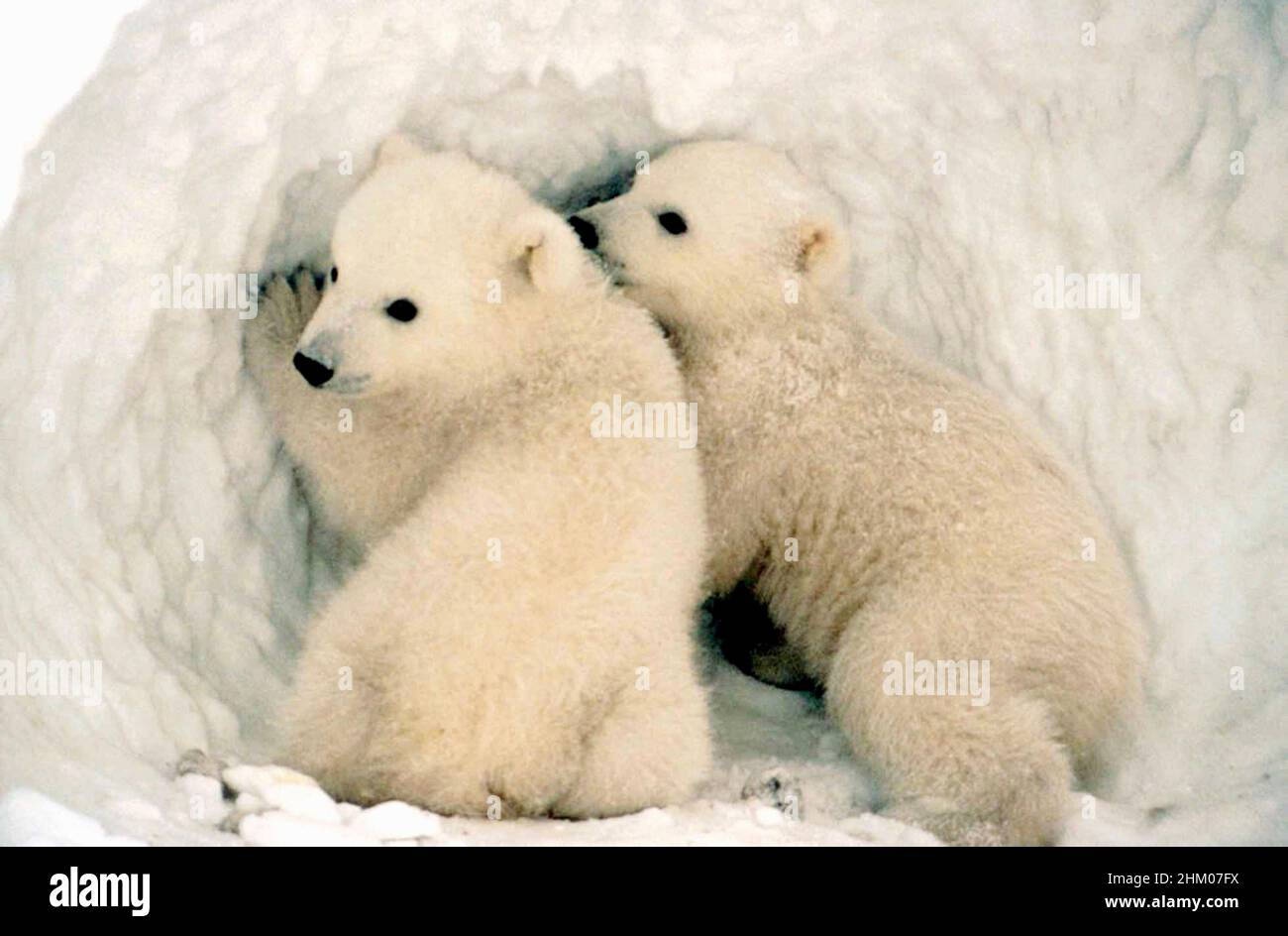 Eisbären Jungen im Schnee Stockfoto