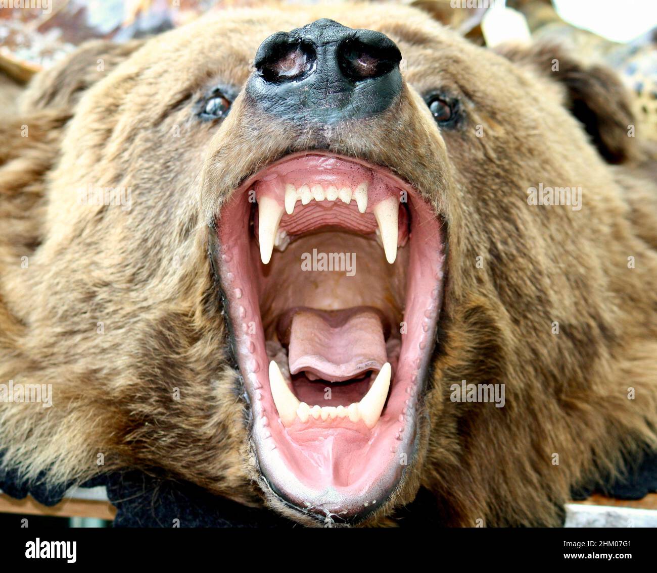 Grizzly Bear Stockfoto
