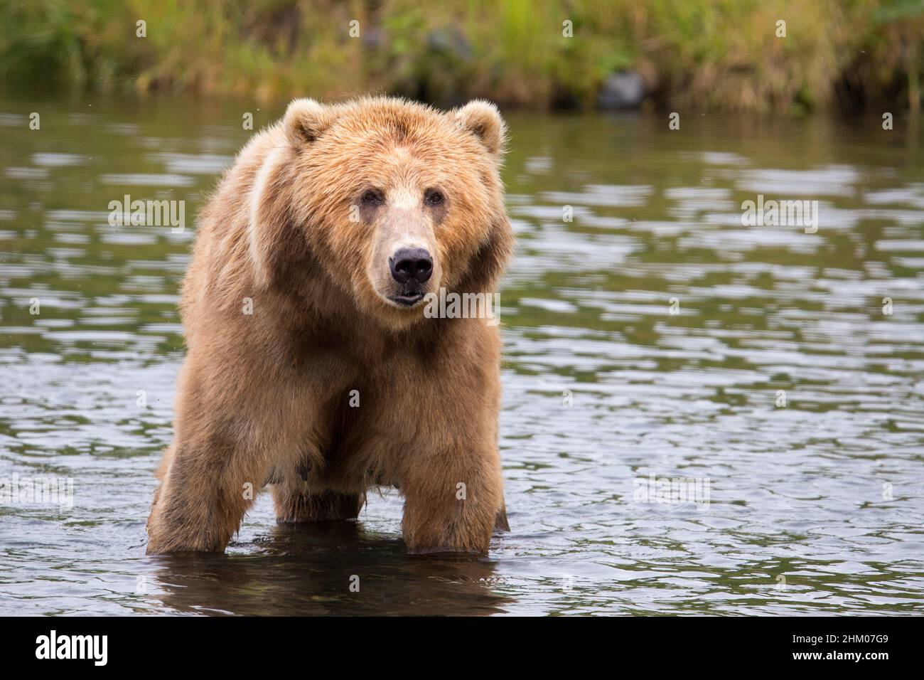 Kodiak Brown Bear Stockfoto