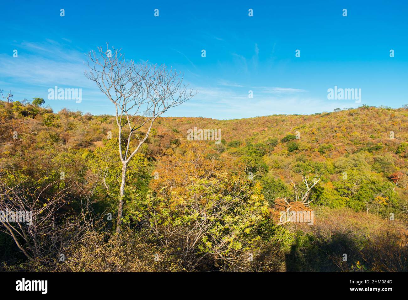 Ein Blick auf die Caatinga-Landschaft zu Beginn der Trockenzeit, Herbstfarben - Oeiras, Bundesstaat Piaui, Brasilien Stockfoto