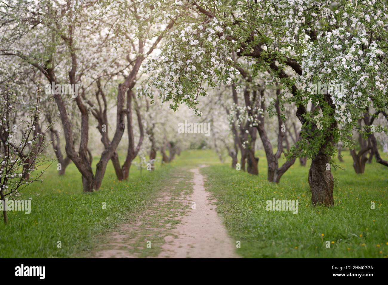 Kirschen- und Apfelblüten im Frühlingsgarten Stockfoto