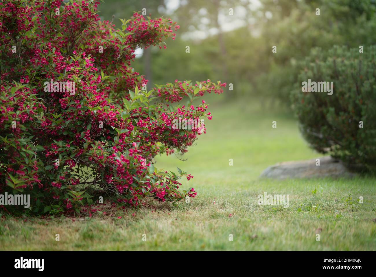 Kirschen- und Apfelblüten im Frühlingsgarten Stockfoto