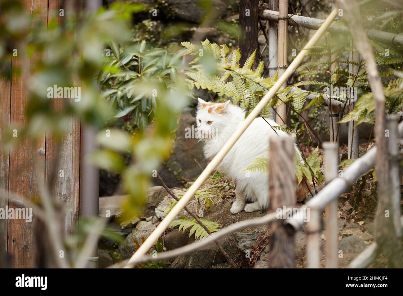 Eine wilde Katze versteckt sich in den Büschen neben einem Zaun Stockfoto
