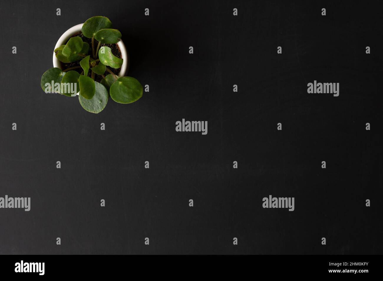 Pilea-Pflanze auf Backboard-Hintergrund, mit Platz für Kopien. Naturkonzept oder -Thema. Stockfoto