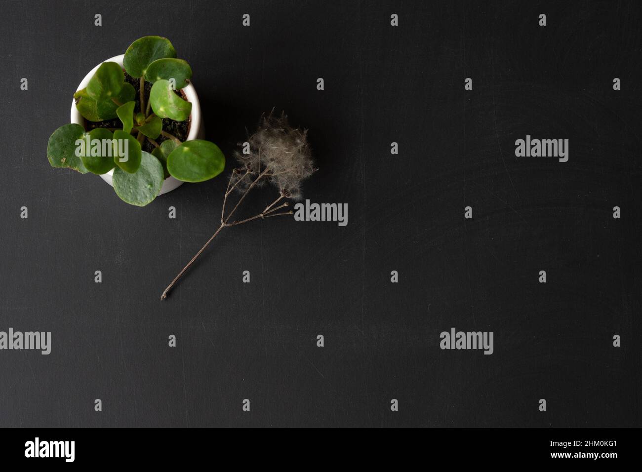 Pilea-Pflanze und Saatkopf auf einem Hintergrund mit Platz für Kopien. Naturkonzept oder -Thema. Stockfoto