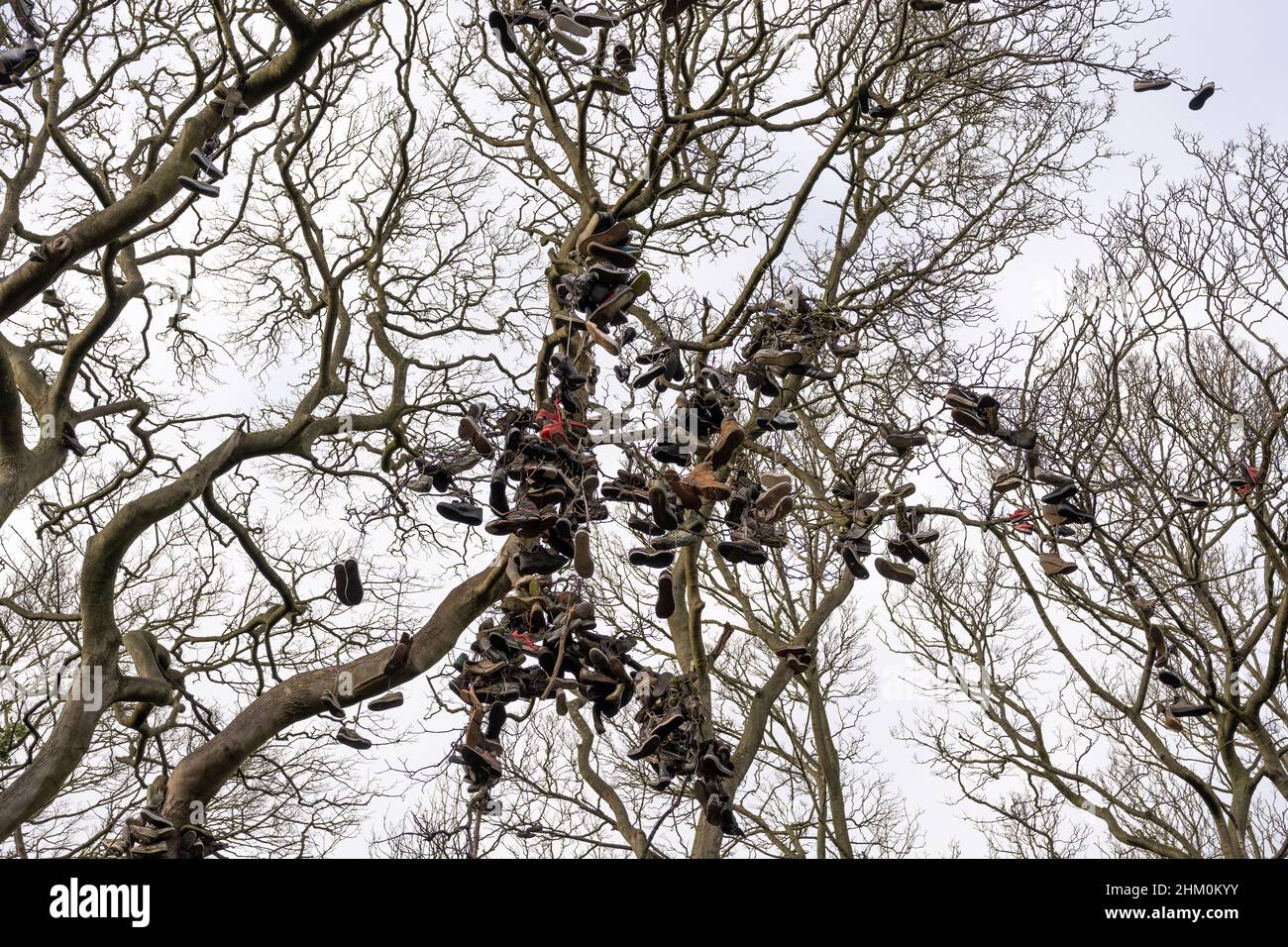 Der Schuhbaum in Armstrong Park, Heaton, Newcastle Upon Tyne, Großbritannien, wo die Menschen ihre gebrauchten Schuhe und Sportschuhe nach einer eigenartigen Tradition aufhängen. Stockfoto