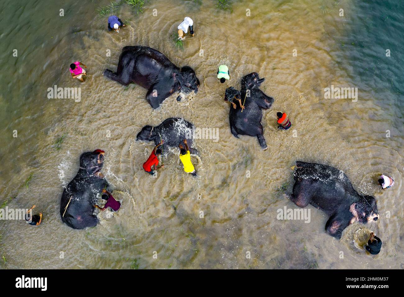 Zirkuselefanten baden im trüben Flusswasser Stockfoto