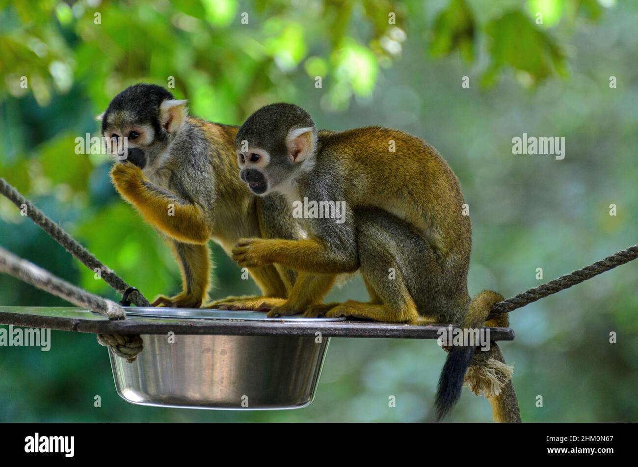 Spider Monkeys (Saimiri sciureus) im Wildpark La Vallée des Sines in der Nähe von Civray, Vienne in Frankreich. Stockfoto