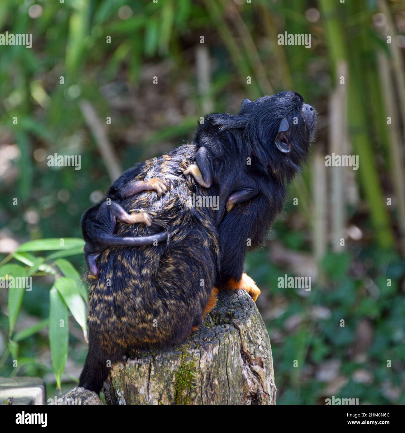 Der stolze Vater Red-handed (Midas) Tamarin (Saguinus midas) trägt seine Babys im Wildpark La Vallée des Singes in der Nähe von Civray, Vienne in Frankreich Stockfoto