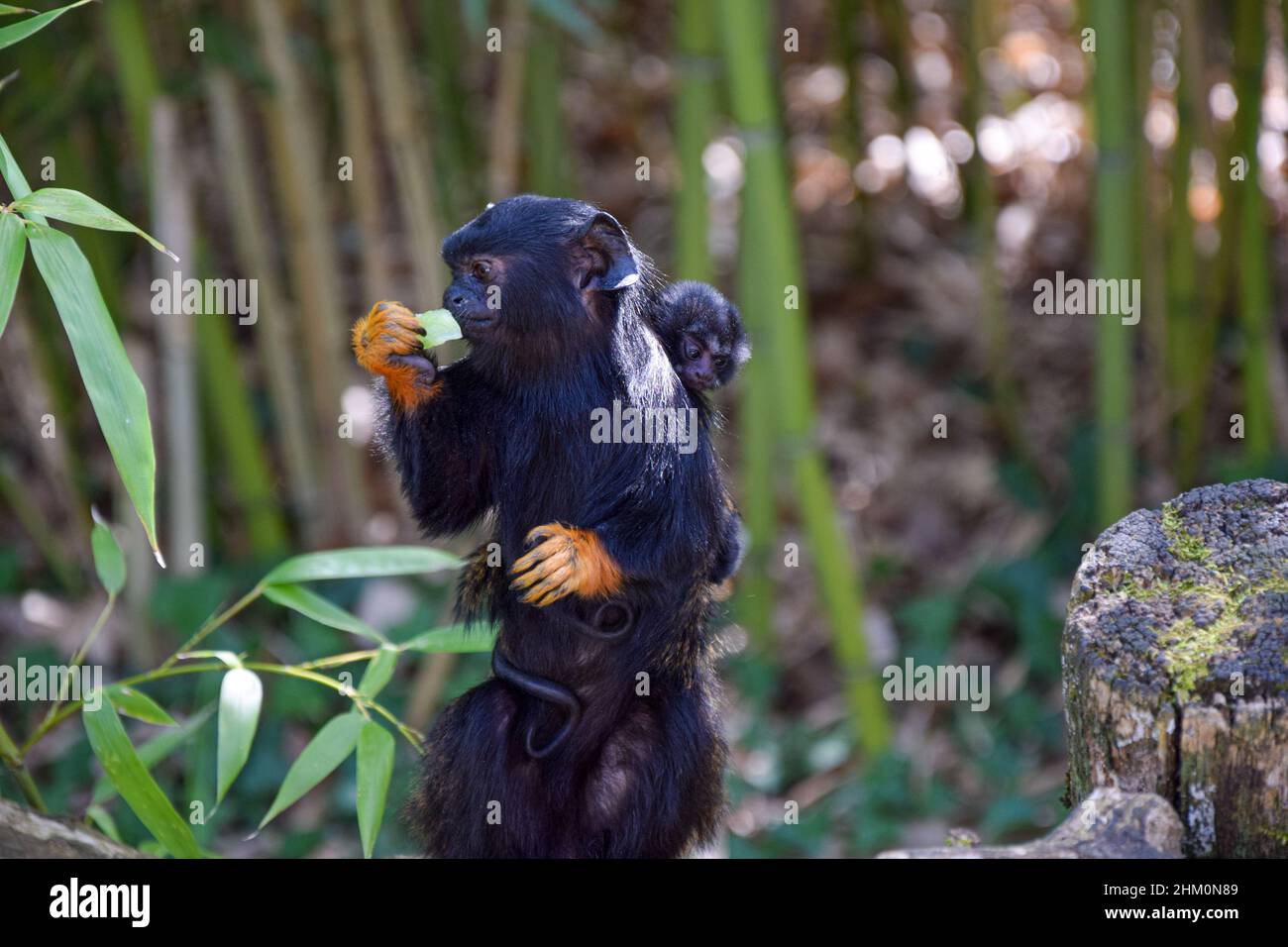 Der stolze Vater Red-handed (Midas) Tamarin (Saguinus midas) trägt seine Babys im Wildpark La Vallée des Singes in der Nähe von Civray, Vienne in Frankreich Stockfoto