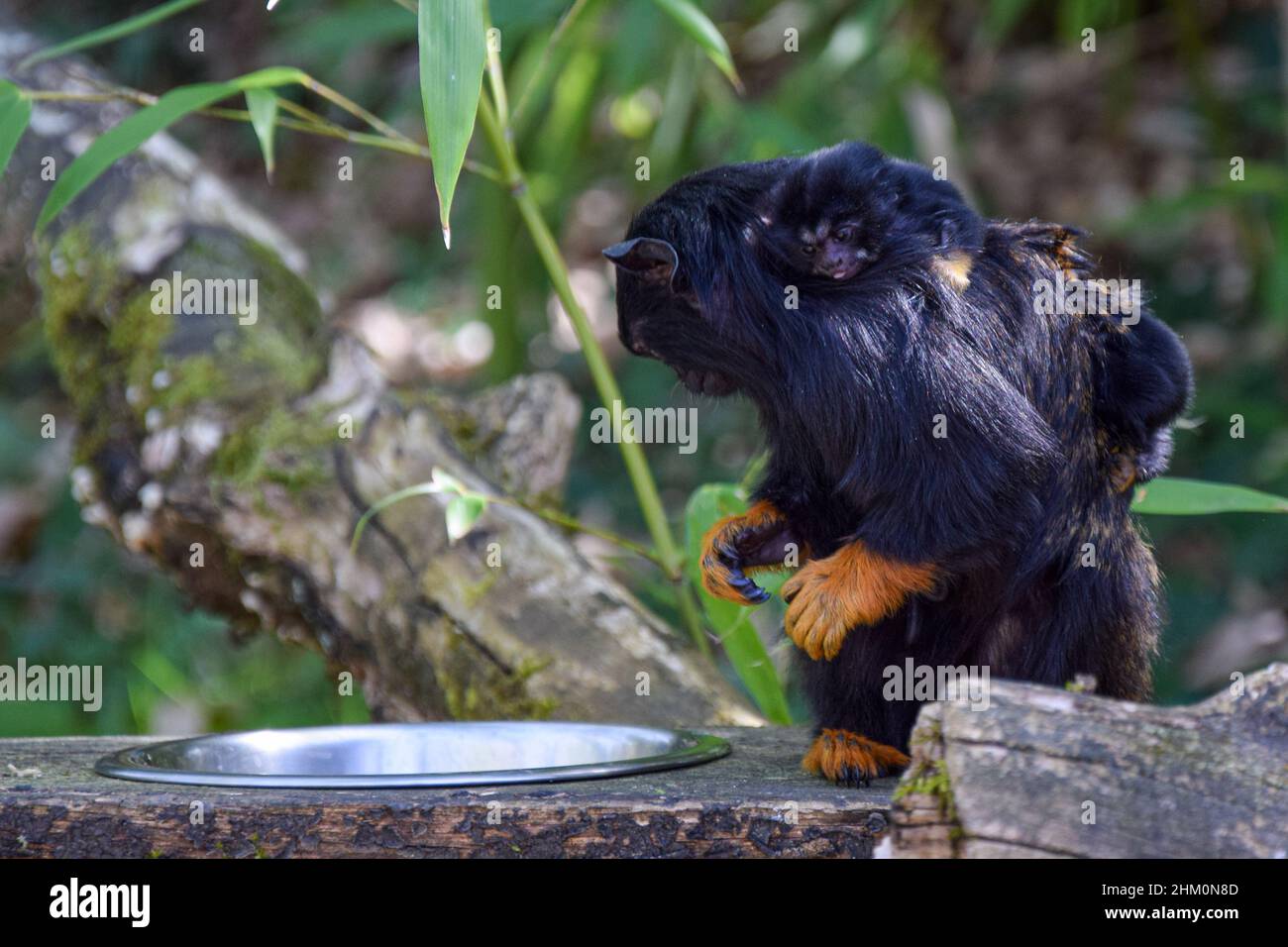 Der stolze Vater Red-handed (Midas) Tamarin (Saguinus midas) trägt seine Babys im Wildpark La Vallée des Singes in der Nähe von Civray, Vienne in Frankreich Stockfoto