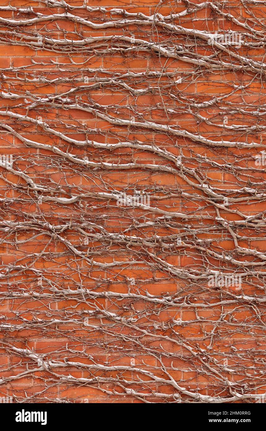 Rote Ziegelwand bedeckt mit schneebedeckter Weinrückenhintergrundstruktur Stockfoto