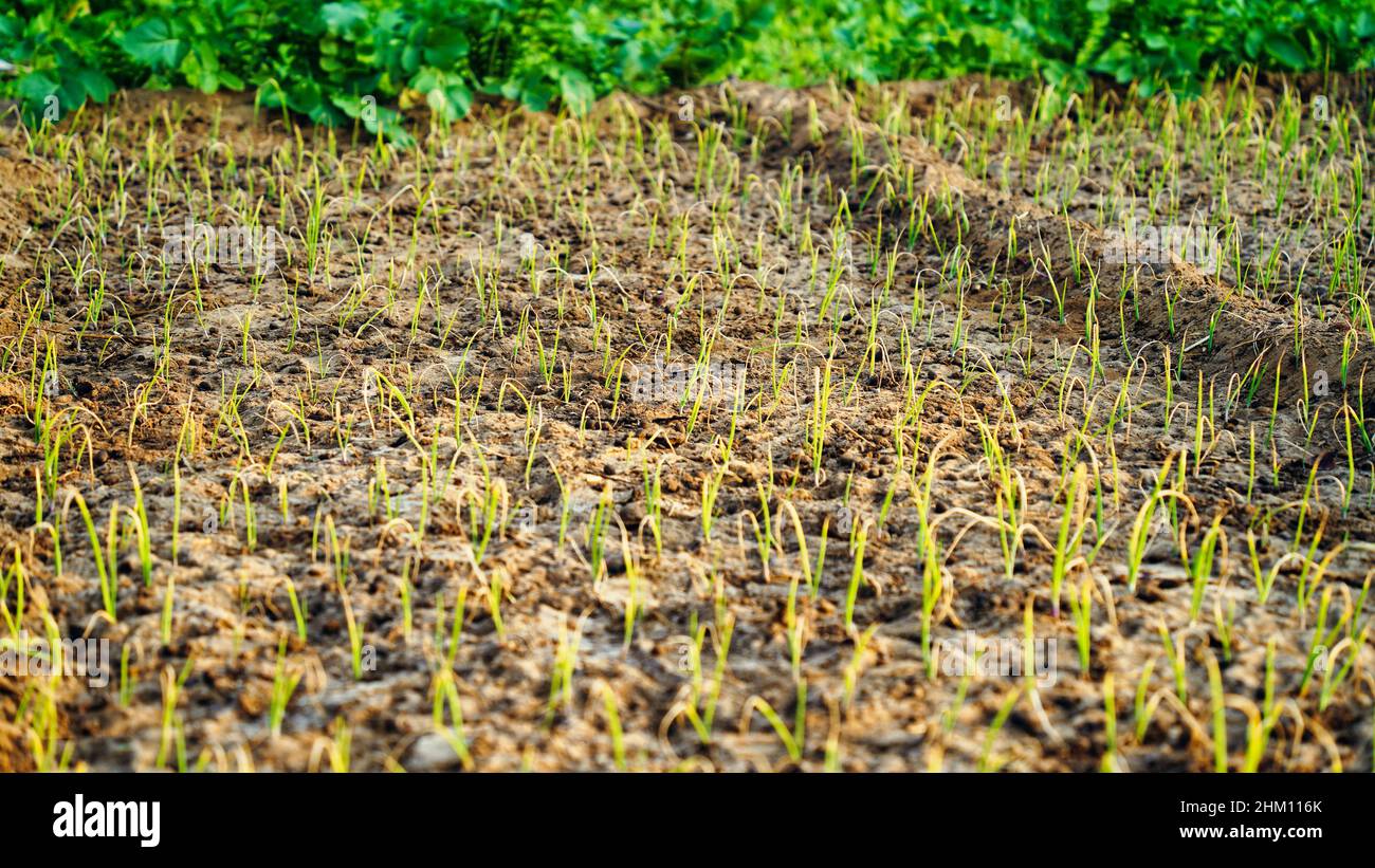 Grüne Bio-Zwiebel wächst im Garten. Neu keimende Zwiebelsprossen, die mitten auf dem offenen Boden wachsen. Stockfoto