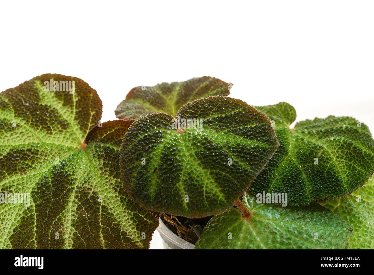 Begonia soli-mutata Hauspflanze auf weißem Hintergrund. Stockfoto
