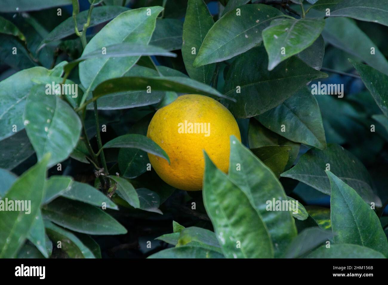 Orangen, die an einem Orangenbaum hängen Stockfoto