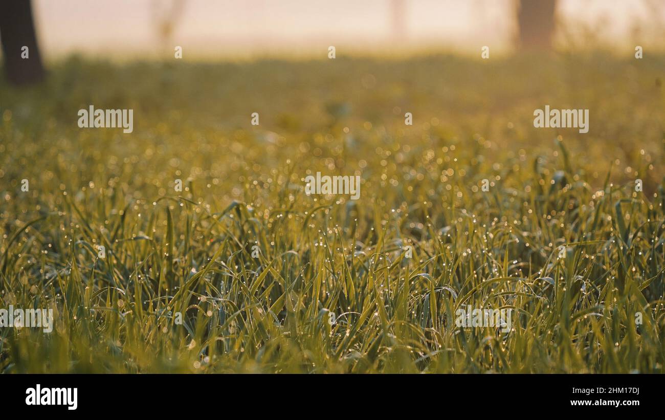 Grüne Pflanzen von Weizen mit Wassertropfen auf abstrakten Bokeh Hintergrund. Dramatischer Hintergrund in einer Weizenfarm. Stockfoto