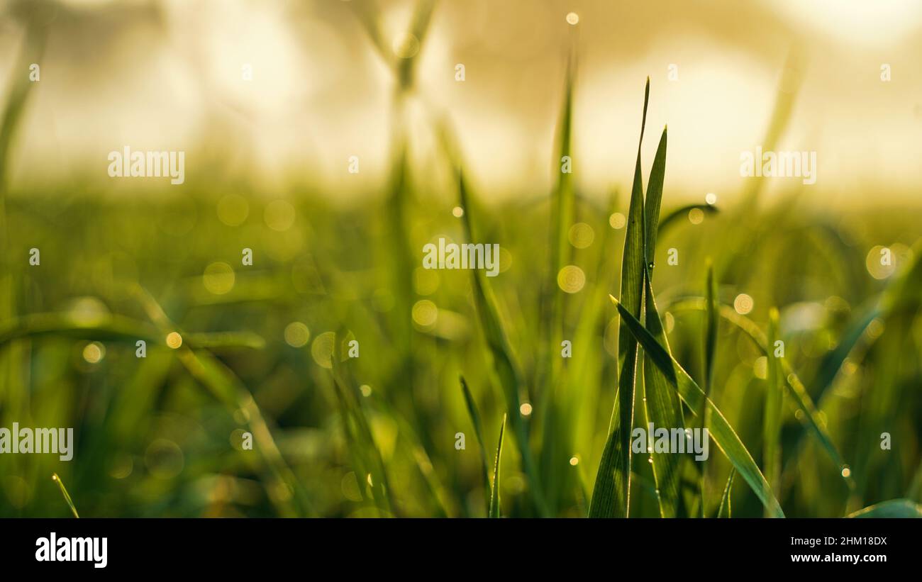 Weizenfarm, frisches grünes Gras mit Wassertropfen auf dem Hintergrund der Sonnenstrahlen. Weichfokus Stockfoto