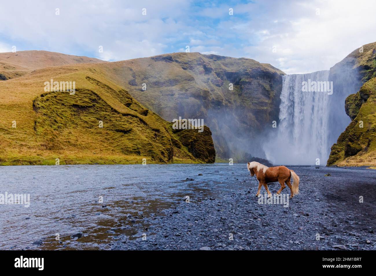 Skógafoss Wasserfall mit einem isländischen Pferd in Island, ein magisches Naturwunder Stockfoto