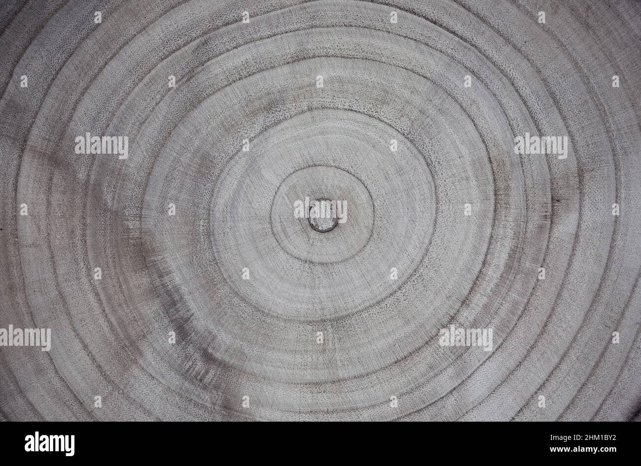 Abstrakter Hintergrund. Holzstruktur. Die Jahresringe auf dem Sägebaum aus der Nähe. Stockfoto