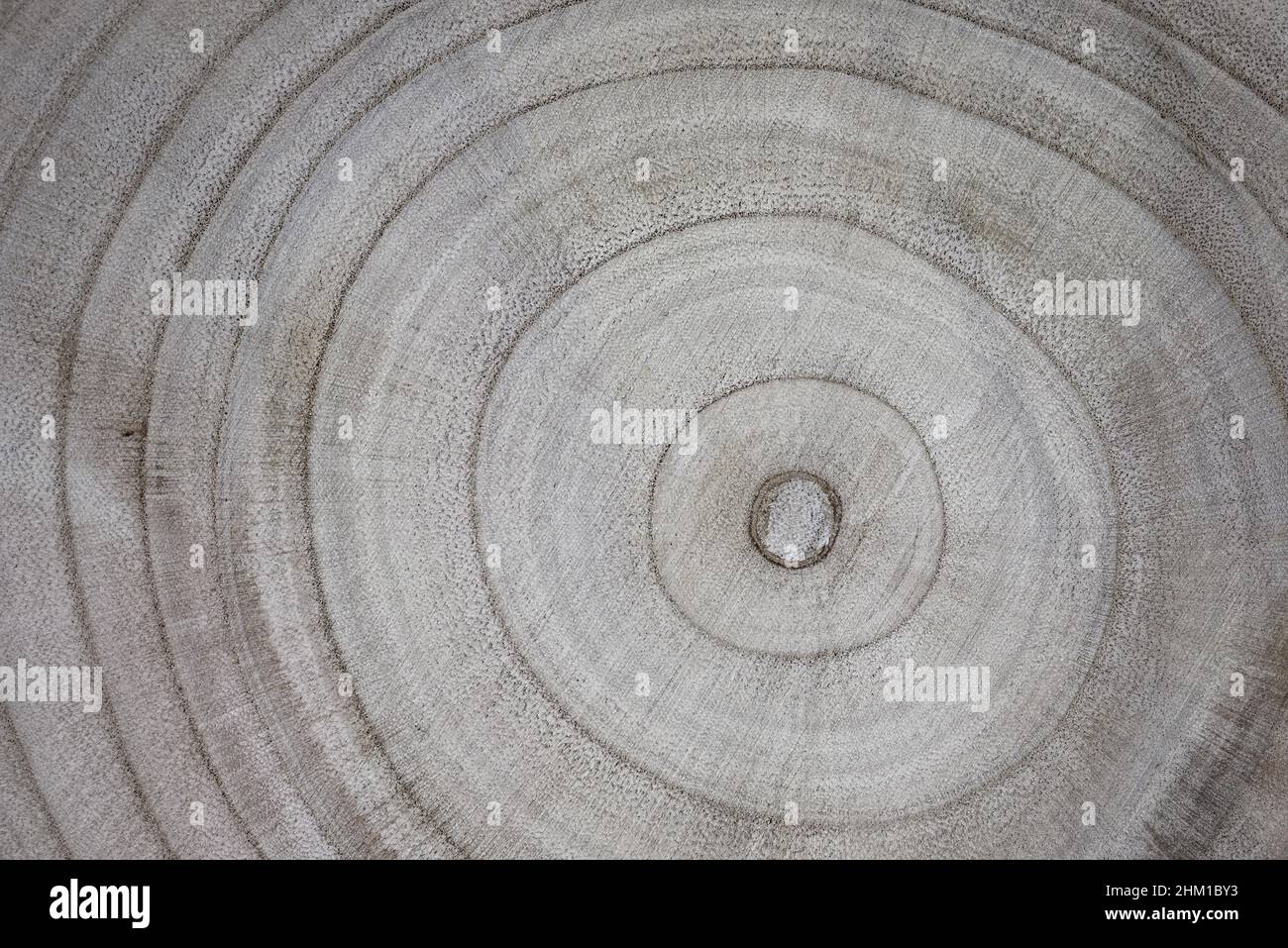 Abstrakter Hintergrund. Holzstruktur. Die Jahresringe auf dem Sägebaum aus der Nähe. Stockfoto