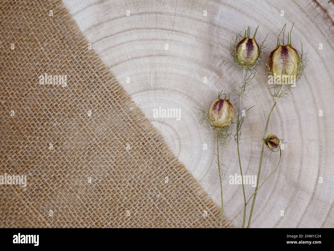 Zusammensetzung aus natürlichen Materialien. Sackleinen und Holz, getrocknete Blüten. Jahresringe auf Holzstruktur. Draufsicht, Kopierraum, Öko-Konzept. Stockfoto