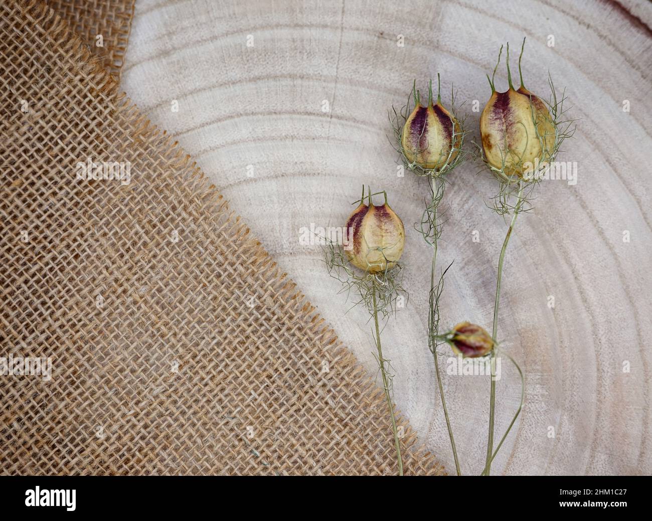 Zusammensetzung aus natürlichen Materialien. Sackleinen und Holz, getrocknete Blüten. Jahresringe auf Holzstruktur. Draufsicht, Kopierraum, Öko-Konzept. Stockfoto