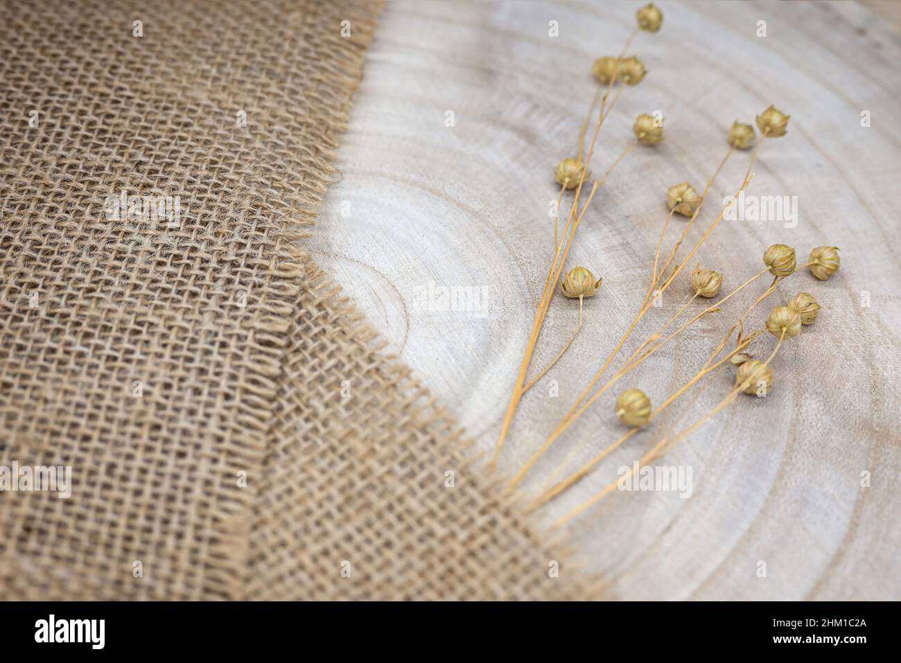Zusammensetzung aus natürlichen Materialien. Sackleinen und Holz. Zweige von trockenem Flachs mit Samenschoten. Jahresringe auf Holzstruktur. Draufsicht, Kopierraum, Öko-Konzept Stockfoto