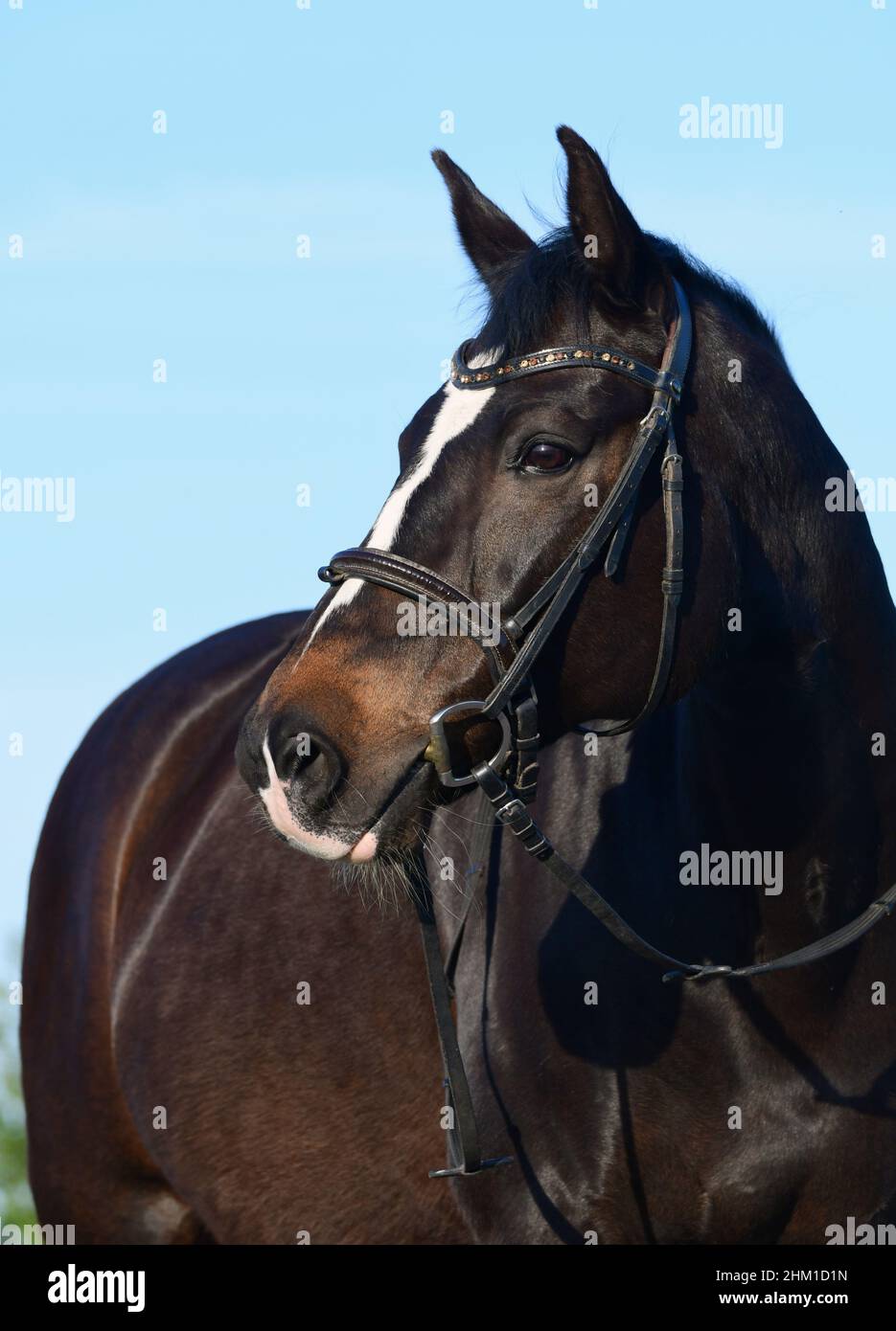 Porträt eines Robben Warmblutpferdes mit einer Schnalle. Blauer Himmel im Hintergrund. Stockfoto