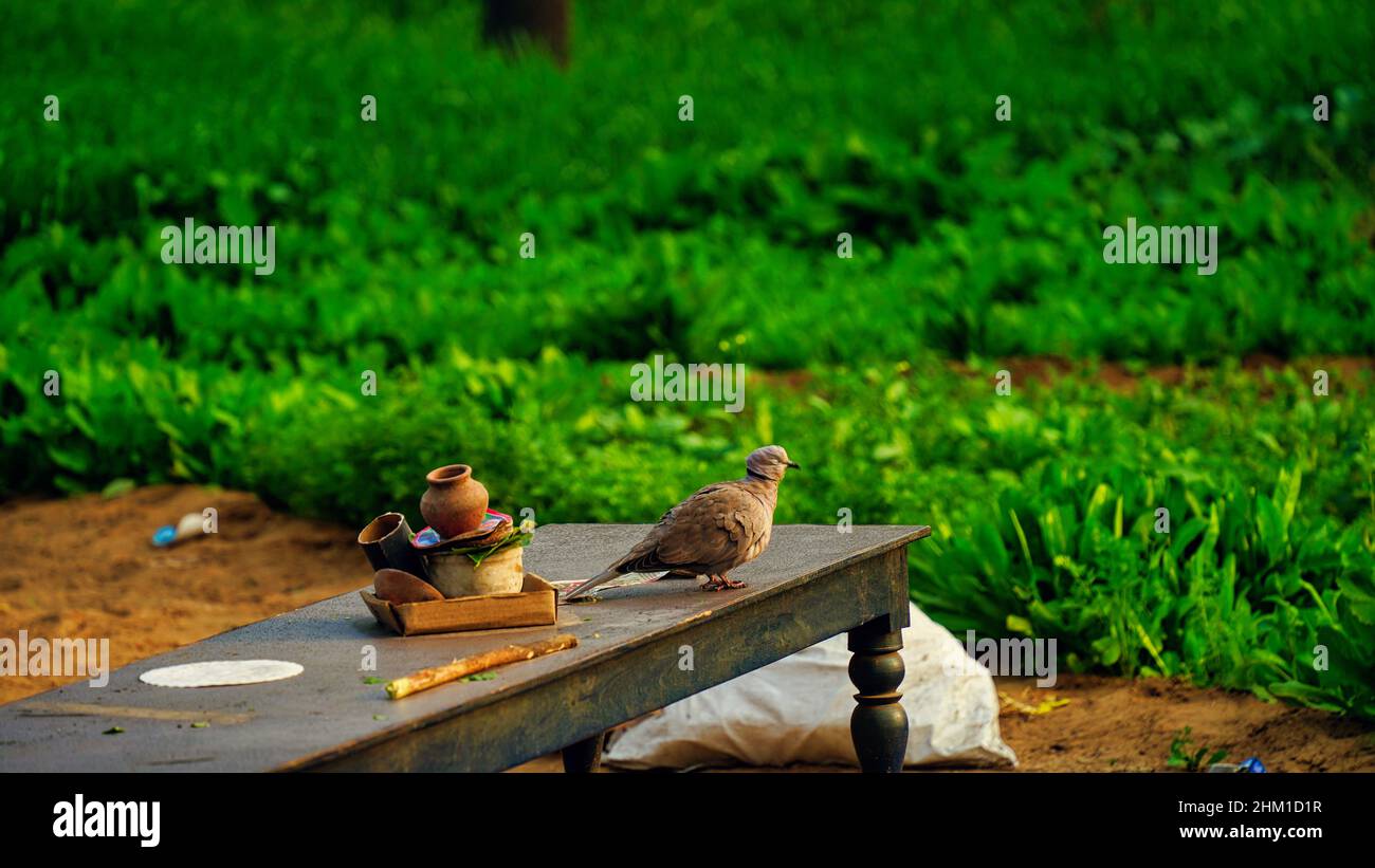 Eine Taube mit Halb-Kragen oder Streptopelia capicola sitzen an einem Wintermorgen auf einem Holztisch. Stockfoto