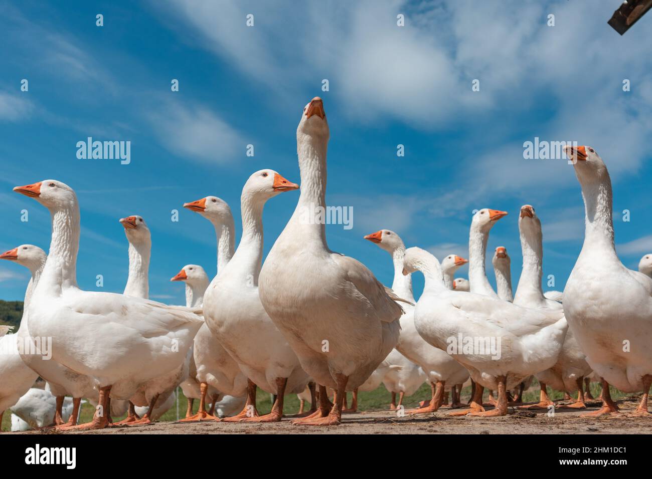 Nutztiere auf dem Land Stockfoto