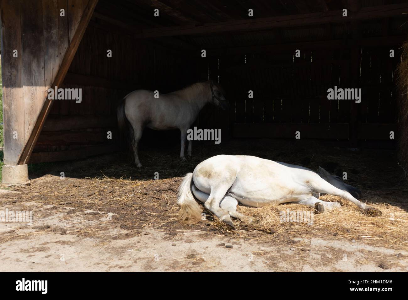 Nutztiere auf dem Land Stockfoto