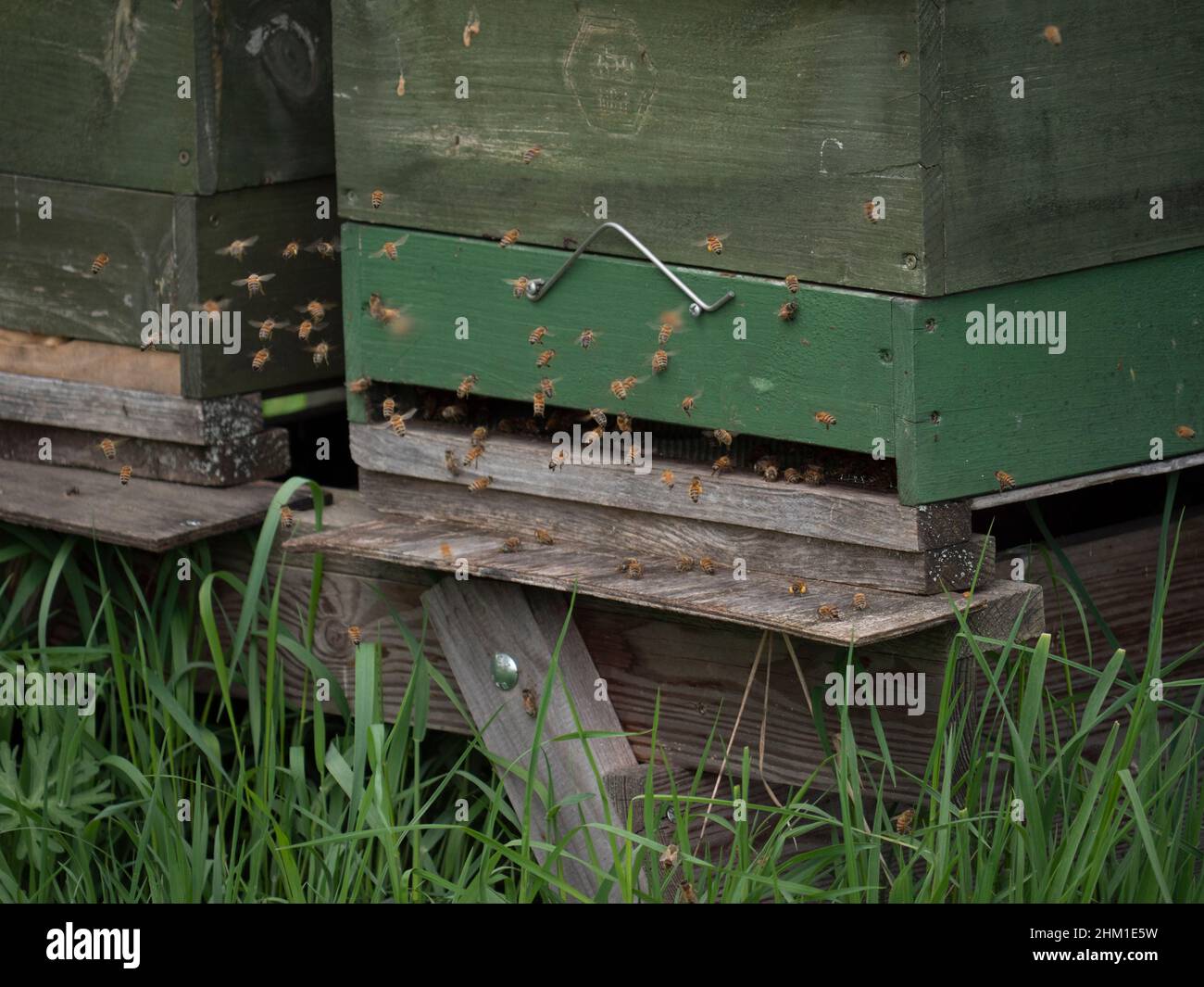 Flugloch eines Bienenstocks mit fliegenden Arbeiterbienen Stockfoto