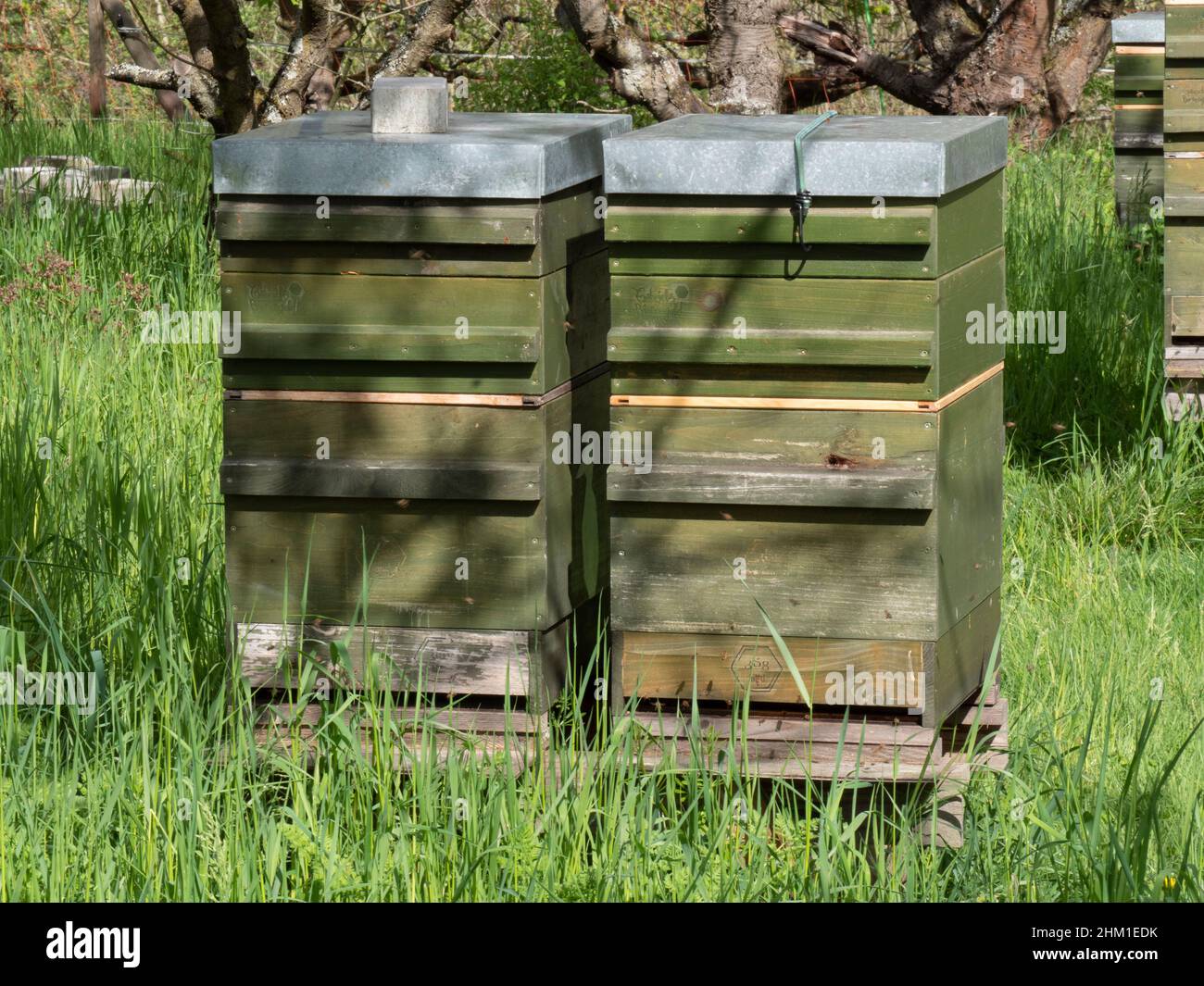 Auf einer Wiese sind zwei Bienenstöcke zu sehen. Stockfoto