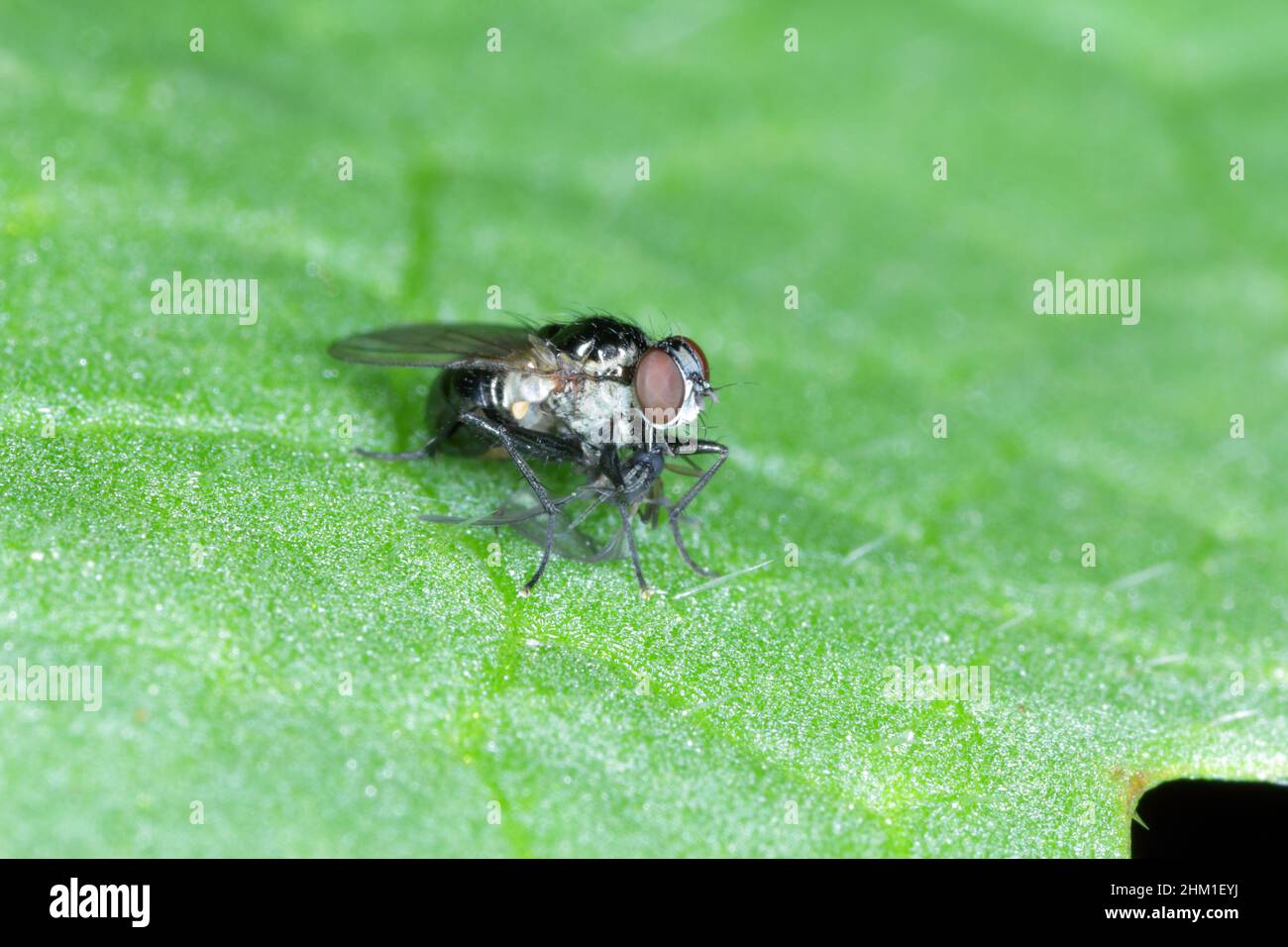 Eine Raubfliege mit einer gejagten Beute auf einem grünen Blatt. Hohe Vergrößerung Stockfoto