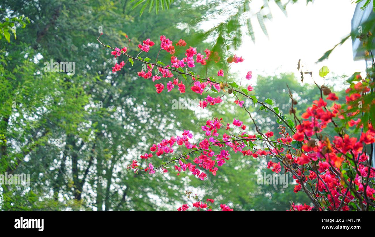 Rote Bougainvillea, blühende Bougainvillea. Magentafarbene Bougainvillea-Blüten. Bougainvillea Blumen als Hintergrund. Stockfoto